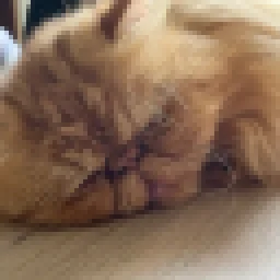Matthias